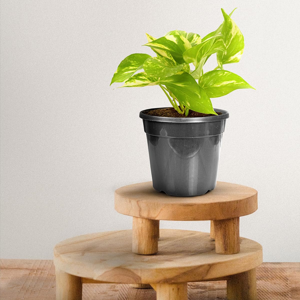 Seed to Sapling: How to Use Nursery Pots for Healthy Propagation