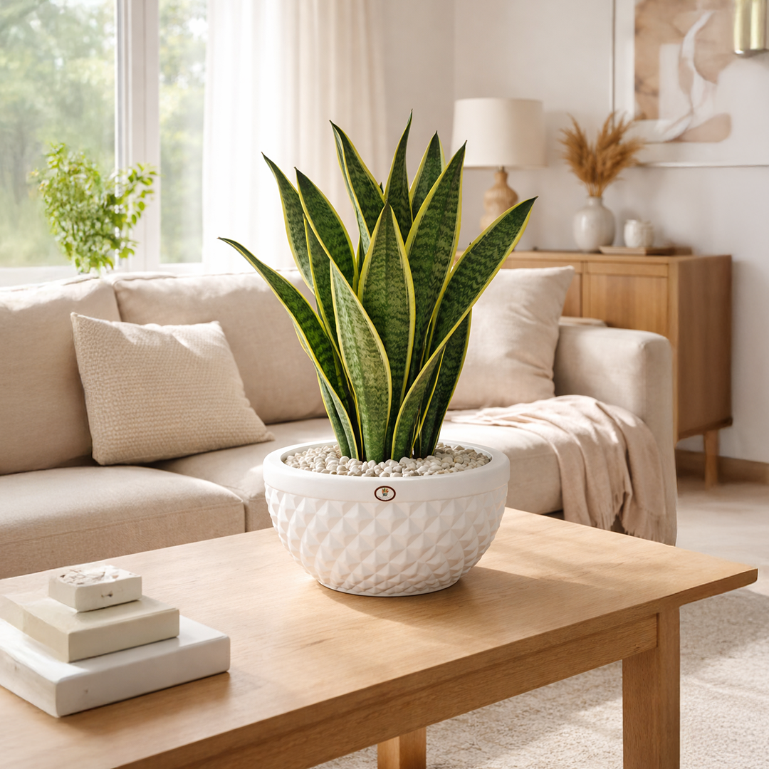 Terrace Garden Setup Guide: Best Pots, Sizes and Plants for Indian Weather