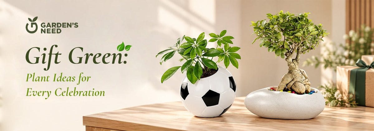 Plant Gift Ideas for Housewarmings, Birthdays & Festivals
