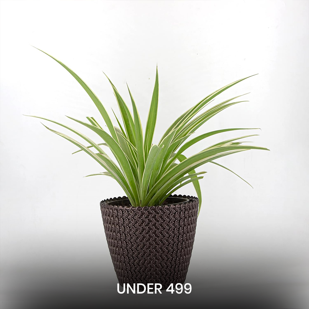 Under 499