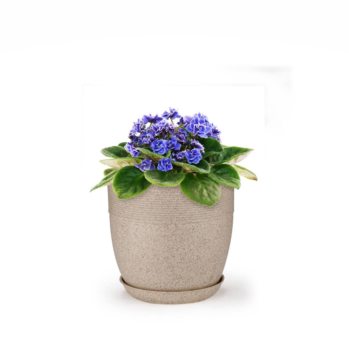 Set of 4 Roto Moulded Flower Pots with Trays (10 Inch,12 Inch,15 Inch & 17 Inch)