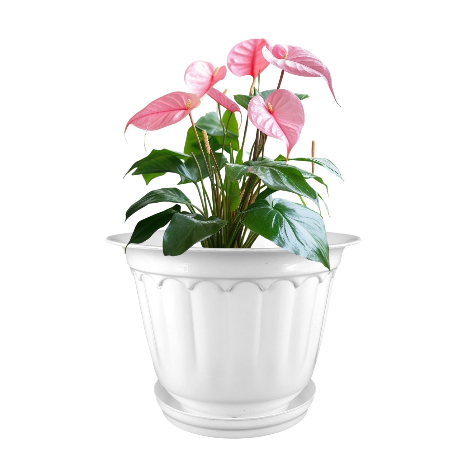 8 Inch Jasmine Planters with Drip Tray (Set of 4)  Home & Garden Decor