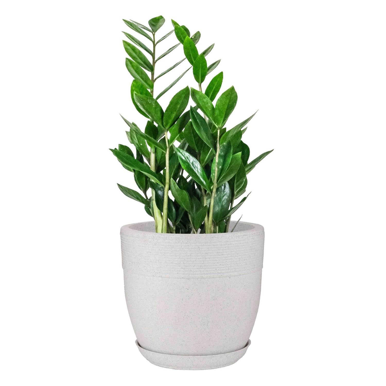 10 Inch Roto Moulded Flower Pot with Tray