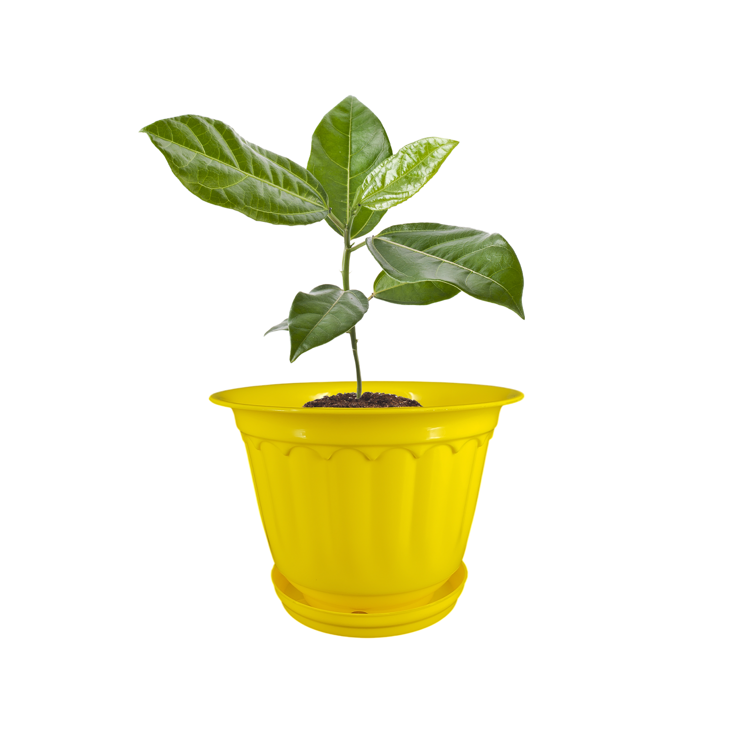 8 Inch Jasmine Planters with Drip Tray (Set of 4)  Home & Garden Decor