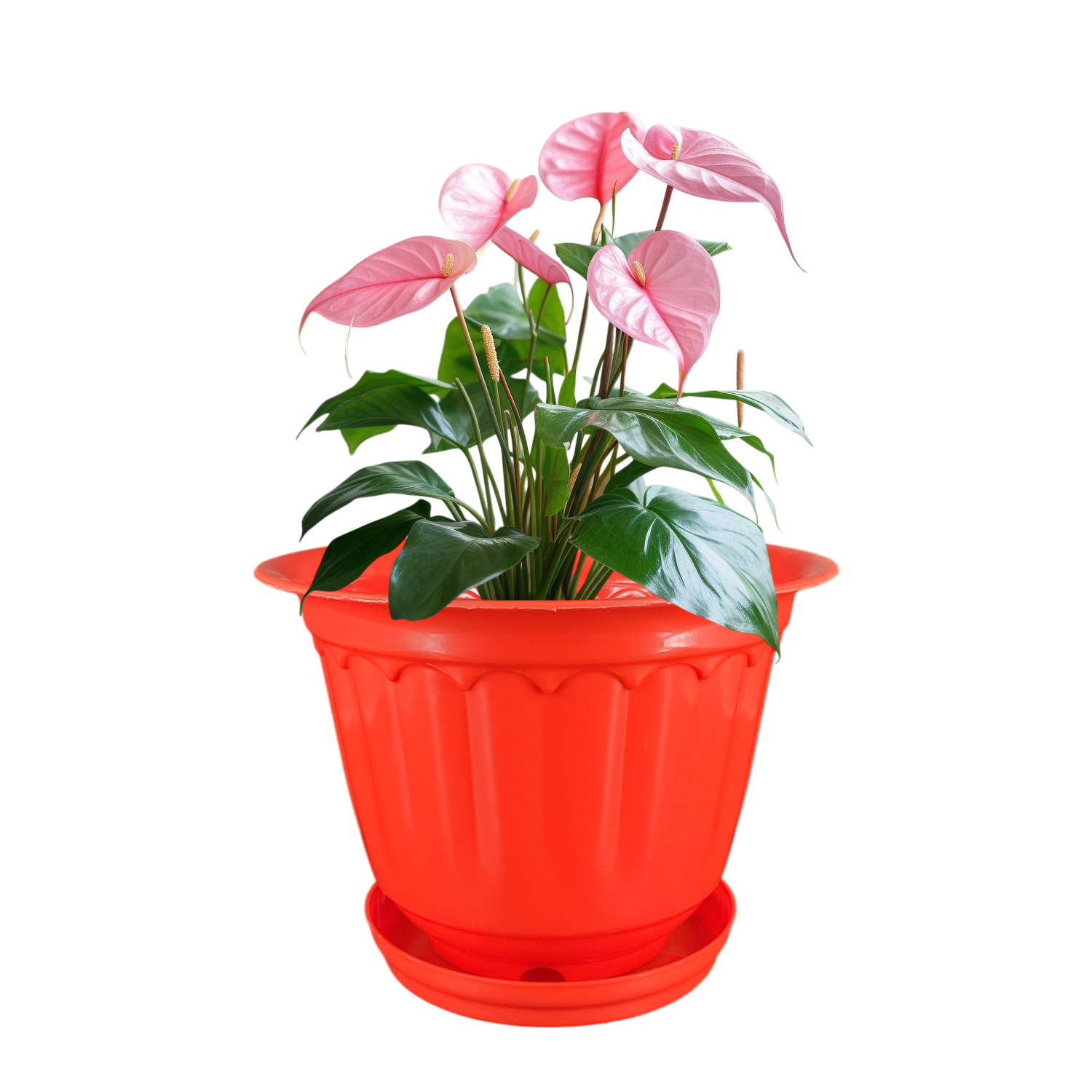 8 Inch Jasmine Planters with Drip Tray (Set of 4)  Home & Garden Decor