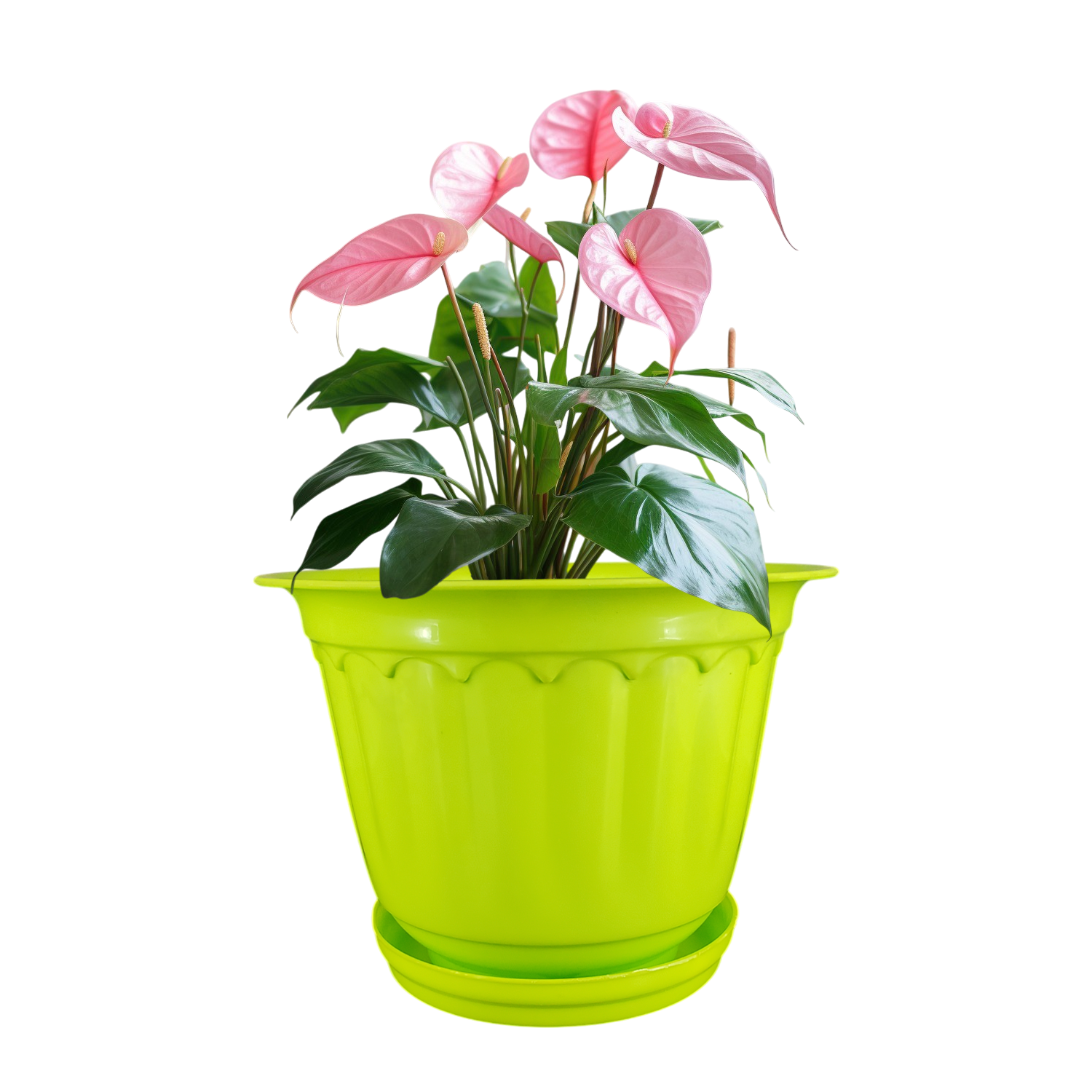 8 Inch Jasmine Planters with Drip Tray (Set of 4)  Home & Garden Decor