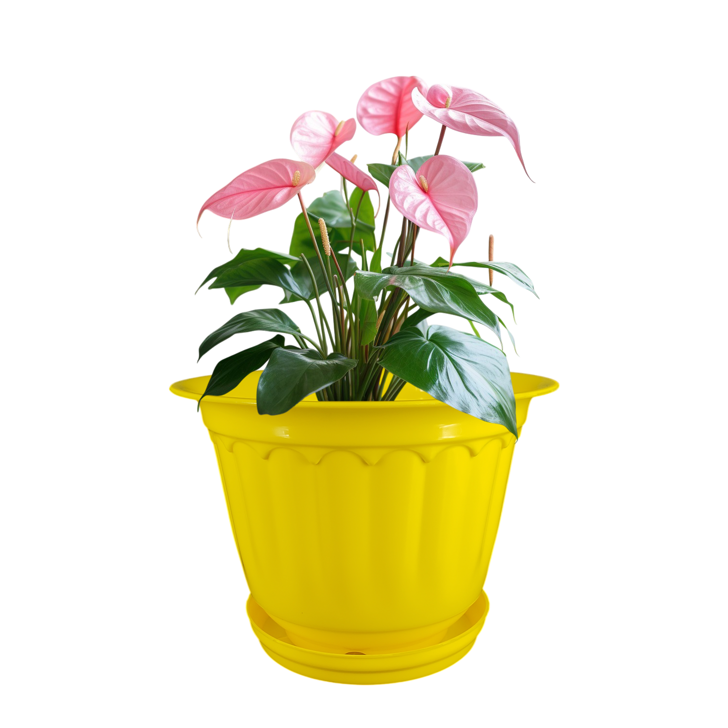 8 Inch Jasmine Planters with Drip Tray (Set of 4)  Home & Garden Decor