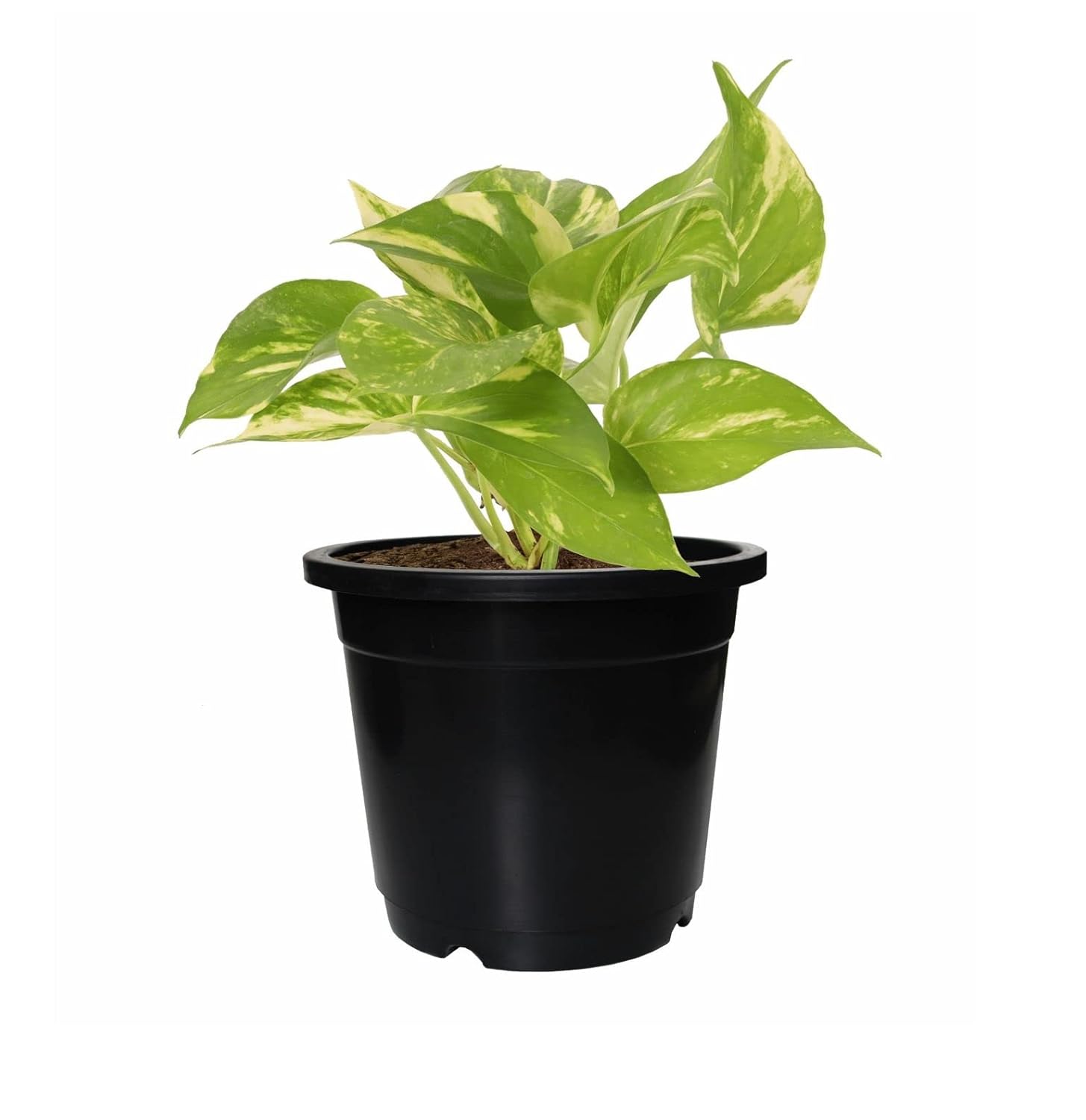 5.5 Inch Nursery Planter UV Resistant, Lightweight Black Pots (Set of 20)
