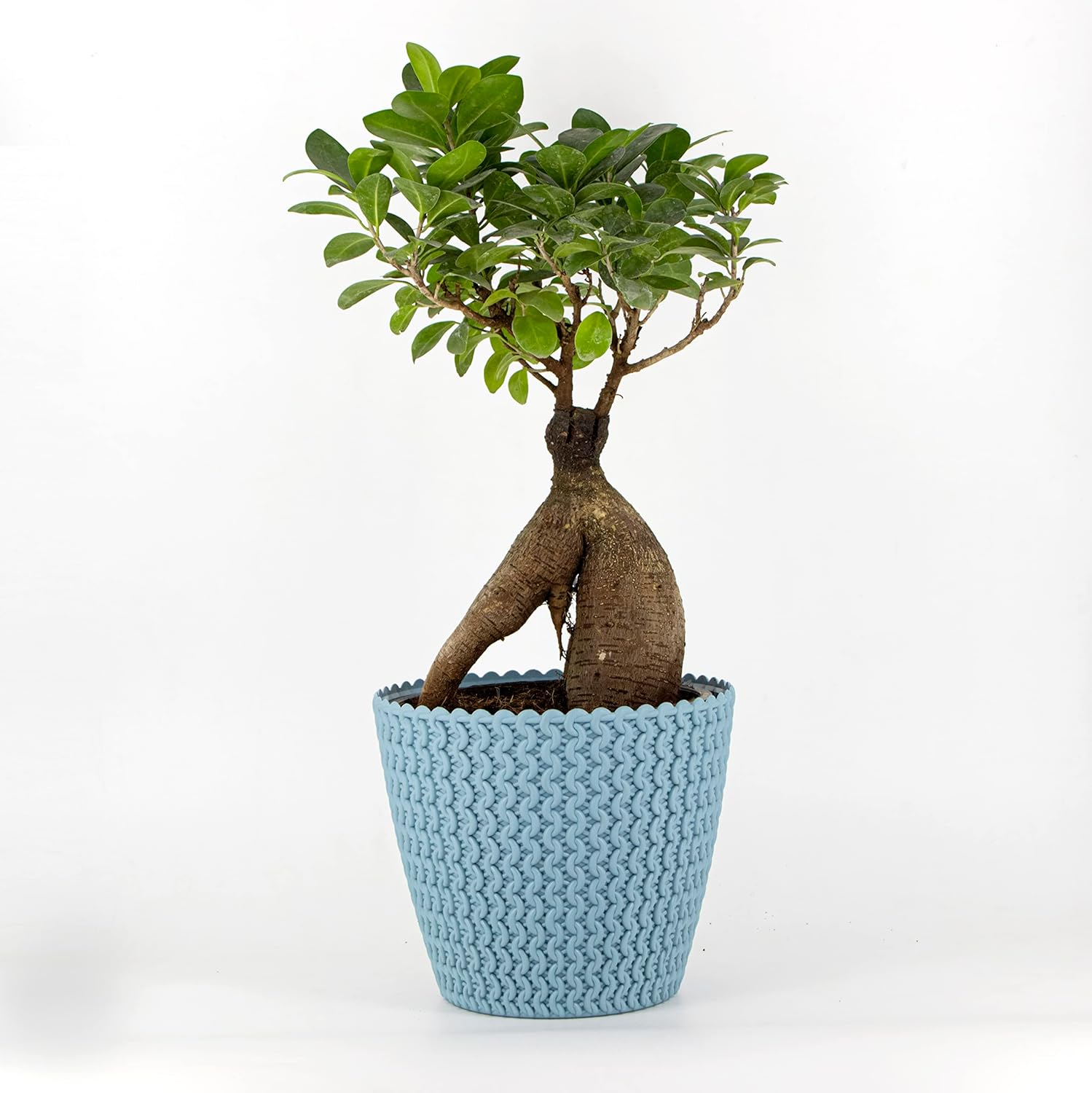 7 Inch Poppy Round Flower Pots  Set of 2