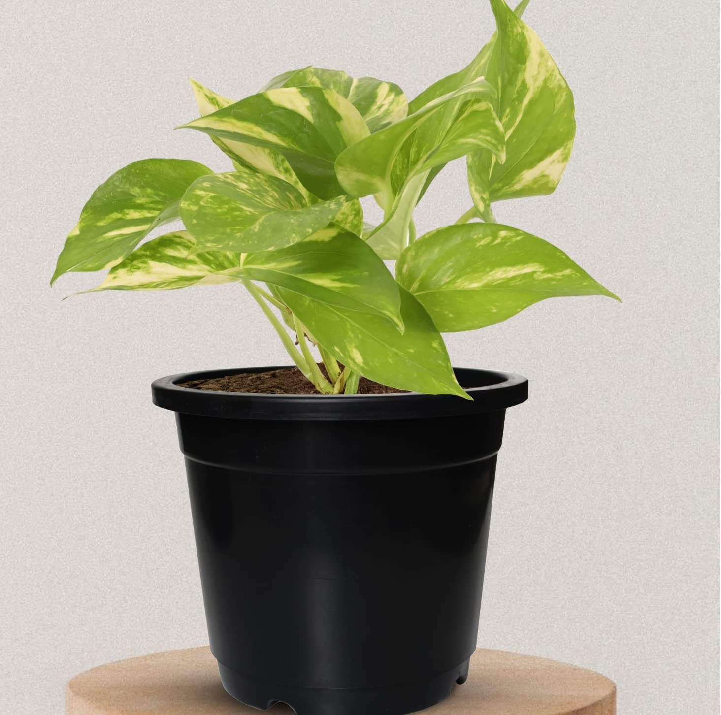 6 Inch Nursery Planter UV Resistant, Lightweight Black Pots (Set of 20)
