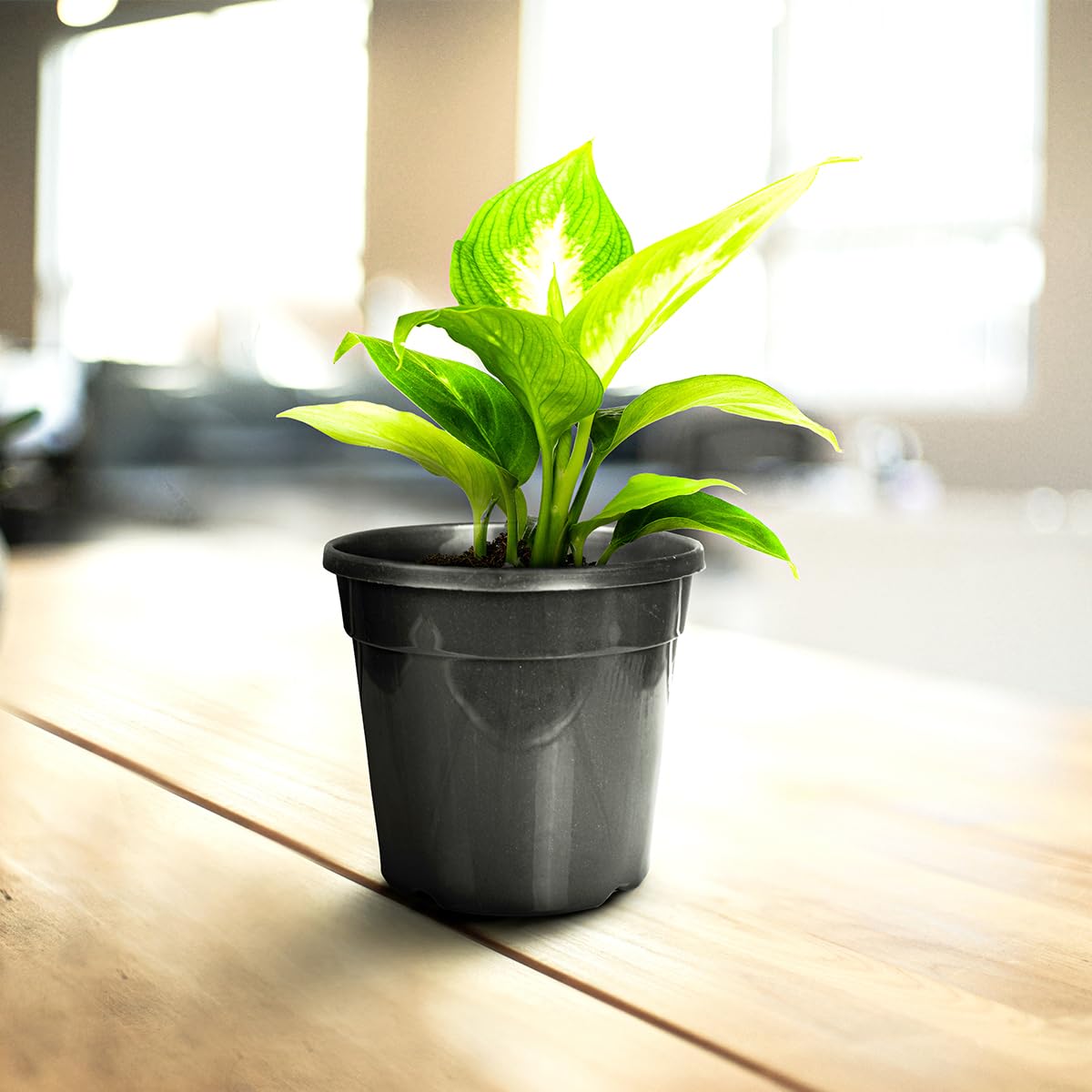 5.5 Inch Nursery Planter UV Resistant, Lightweight Black Pots (Set of 20)