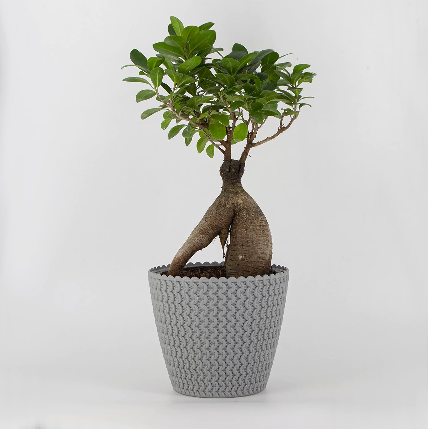 7 Inch Poppy Round Flower Pots  Set of 2
