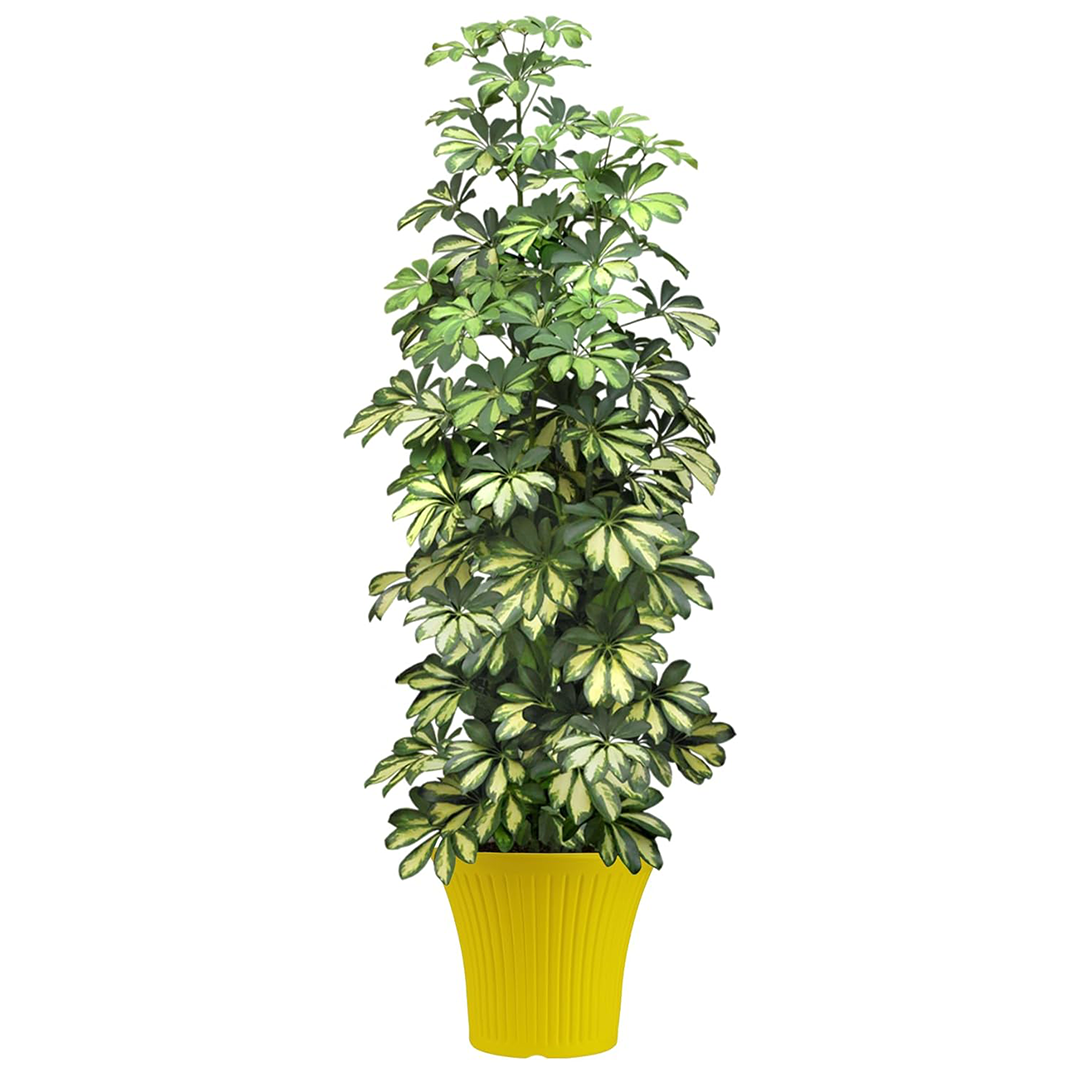10 Inch Tancy Round Flower Pots  Set of 4