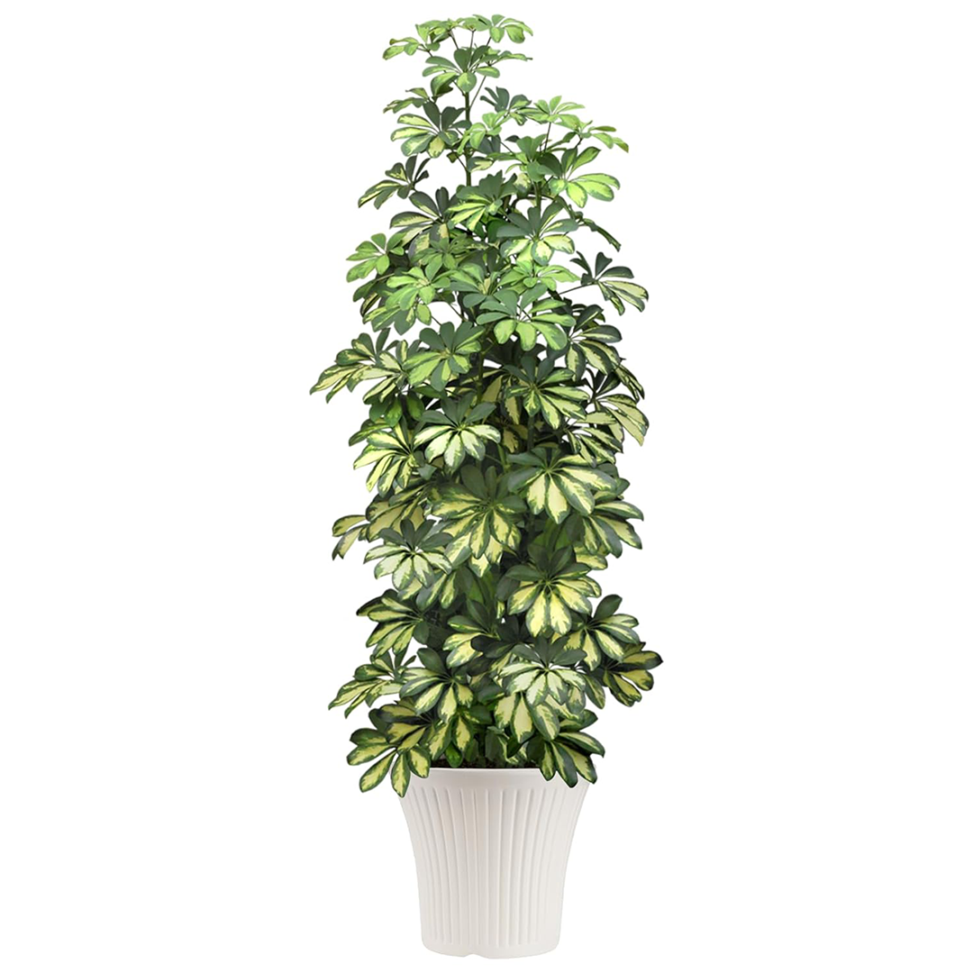 12 Inch Tancy Round Flower Pots  Set of 4