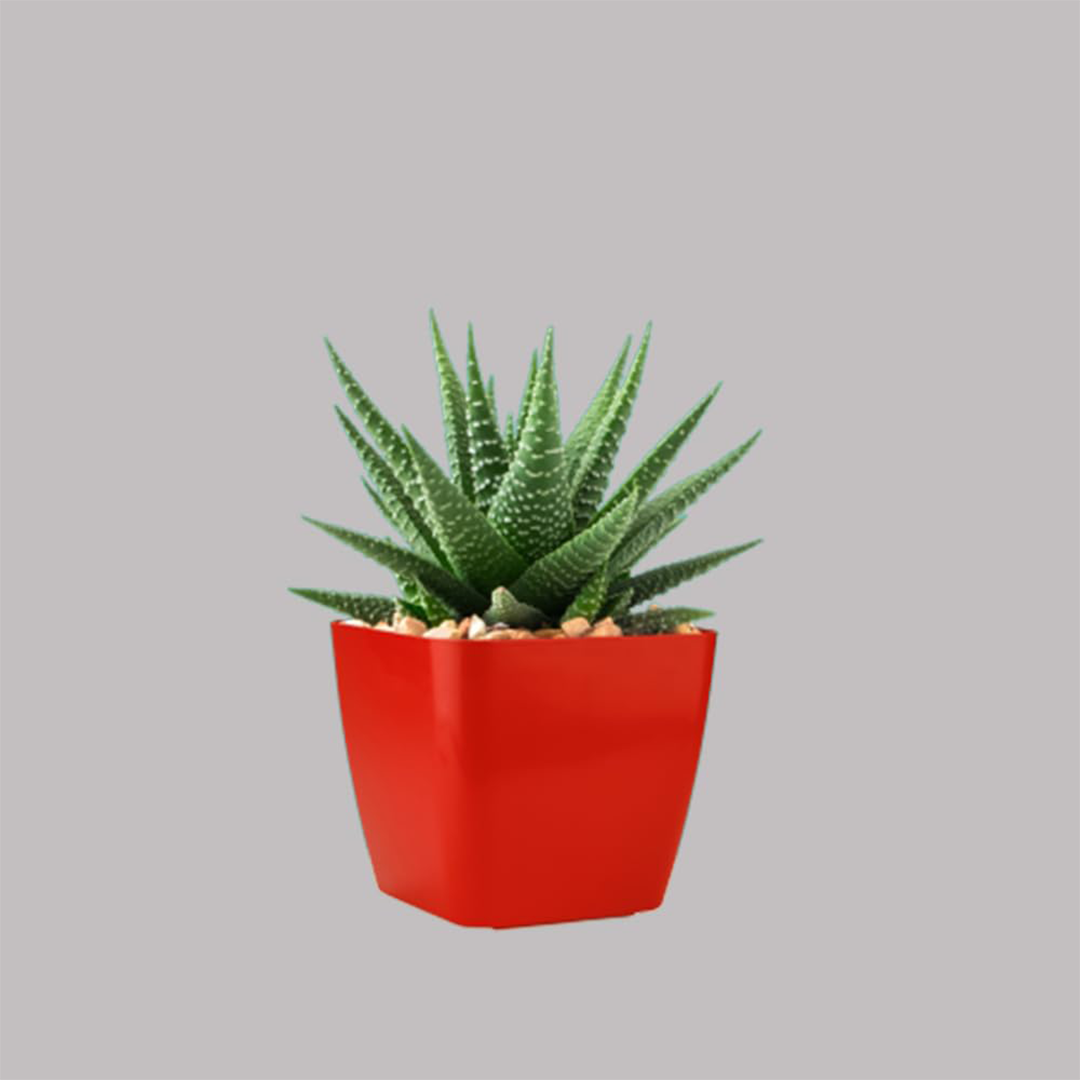 6 Inch Four Square Planter Set of 6  UV Resistant, Lightweight Multicolor Pots (Indoor/Outdoor)