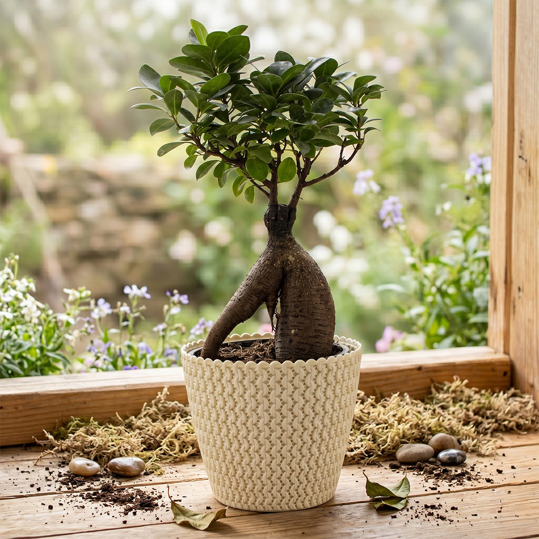 7 Inch Poppy Round Flower Pots  Set of 10