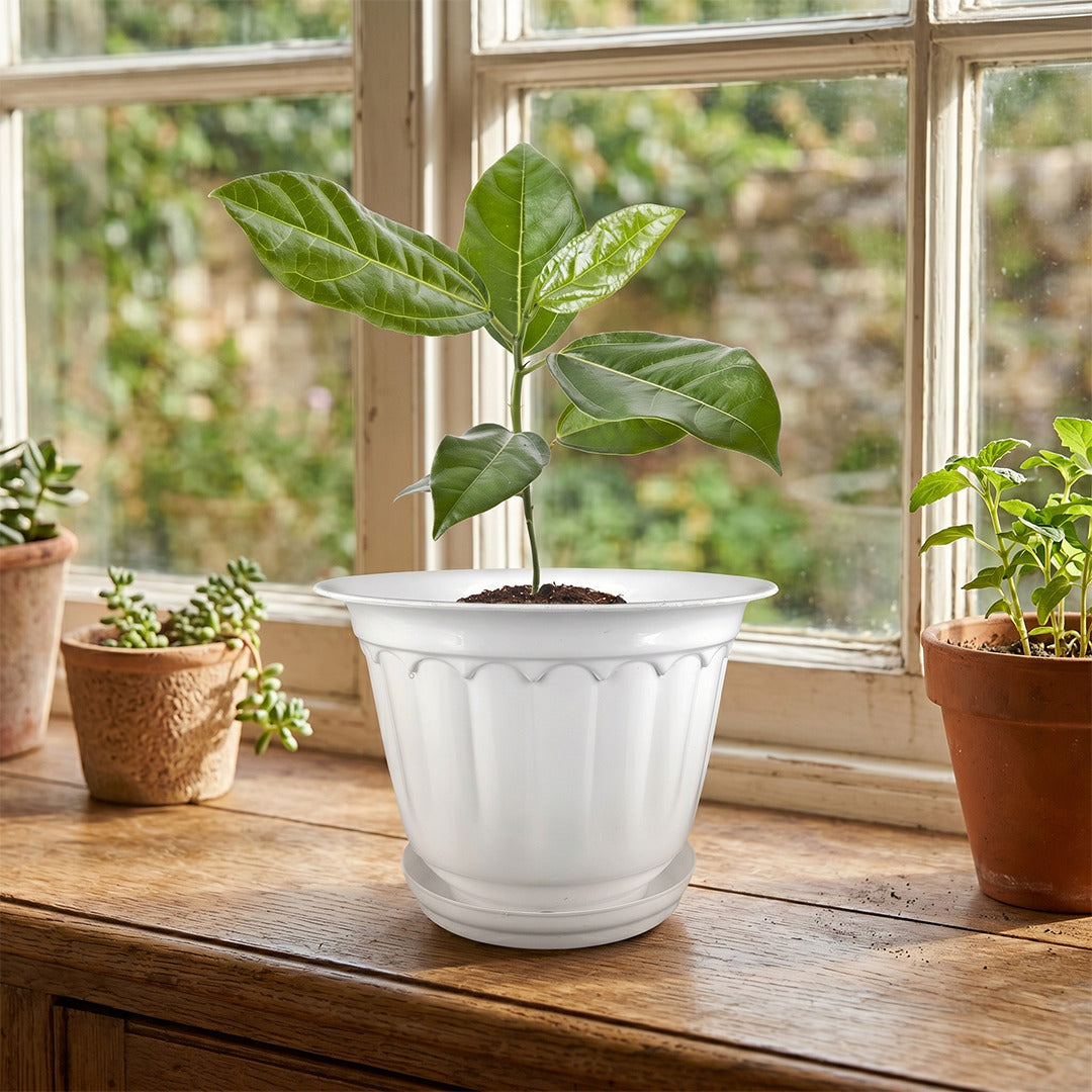 8 Inch Jasmine Planters with Drip Tray (Set of 4)  Home & Garden Decor