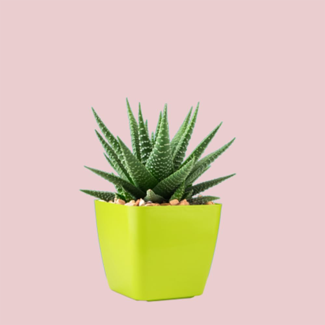 6 Inch Four Square Planter Set of 6  UV Resistant, Lightweight Multicolor Pots (Indoor/Outdoor)