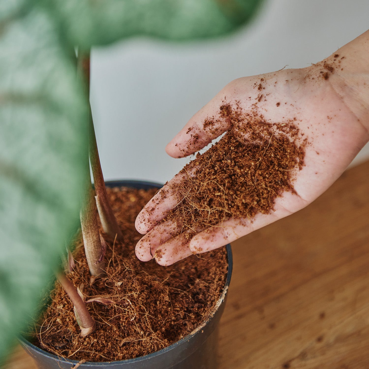 Brown Cocopeat Block 1 Kg  Natural Compost And Fertilizer for Indoor/Outdoor Gardening
