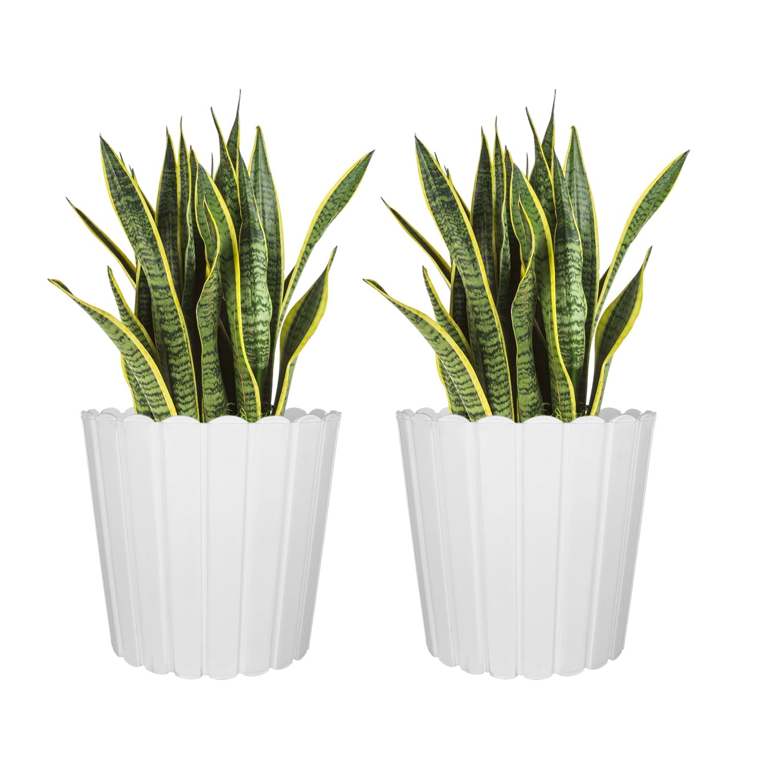 7 Inch Poppy Round Flower Pots  Set of 5