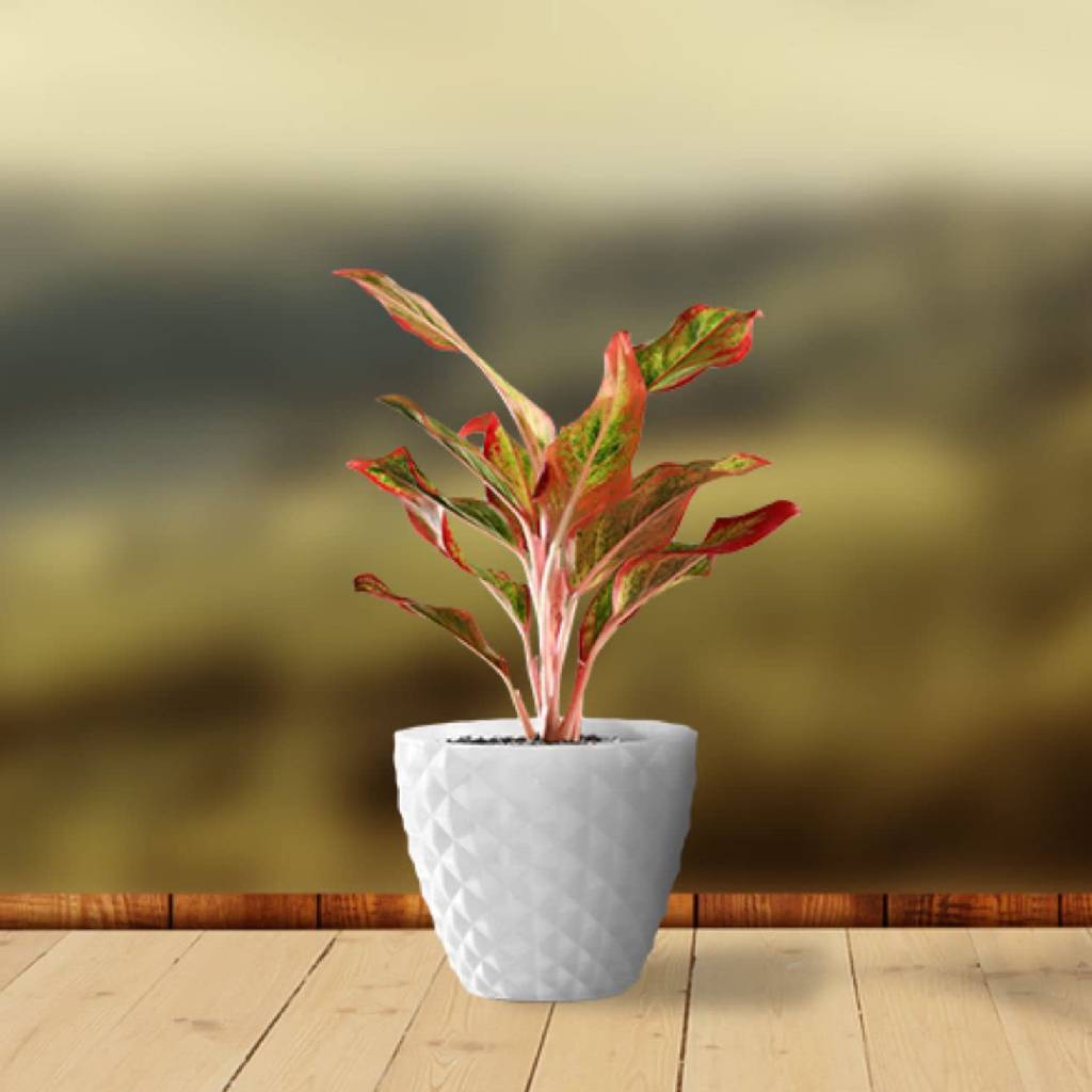 6 Inch Kohinoor Round Planter Set of 8 White Plastic Pots for Home, Garden & Office Decor