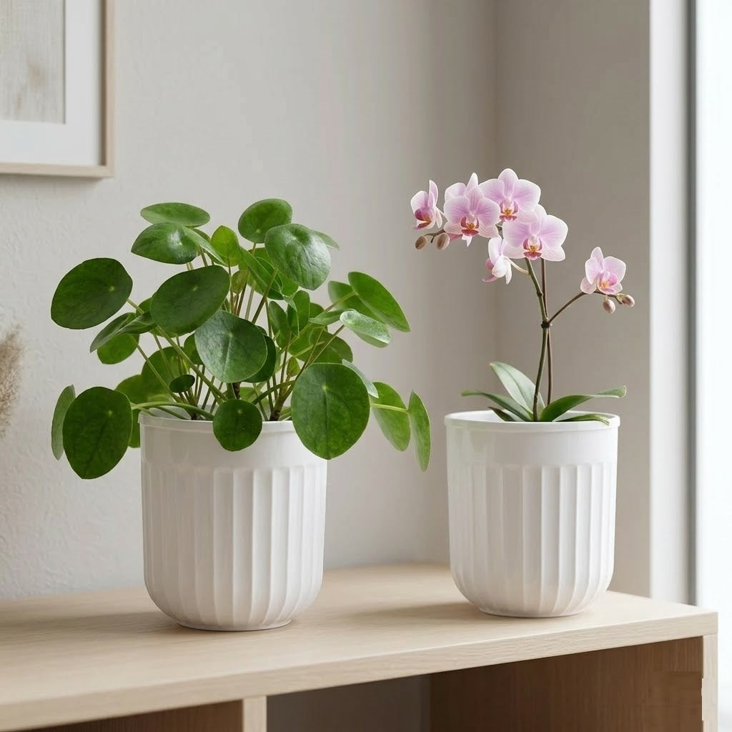 Seoul 6" Transparent Self-Watering Pots with White Inserts (Set of 2) – Modern Sleek Planters for Indoor Plants